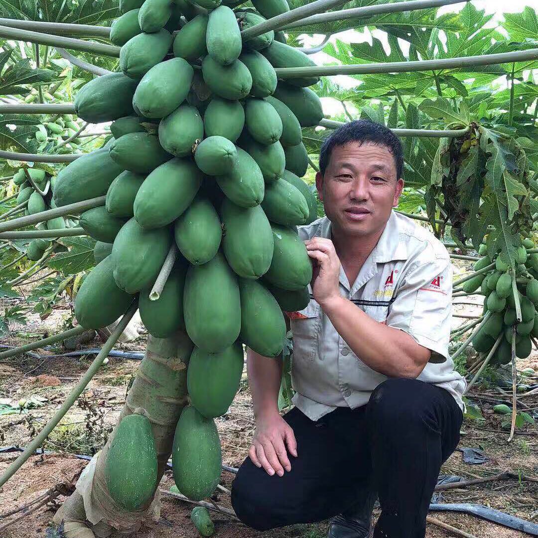 海南省樂東縣種植的木瓜