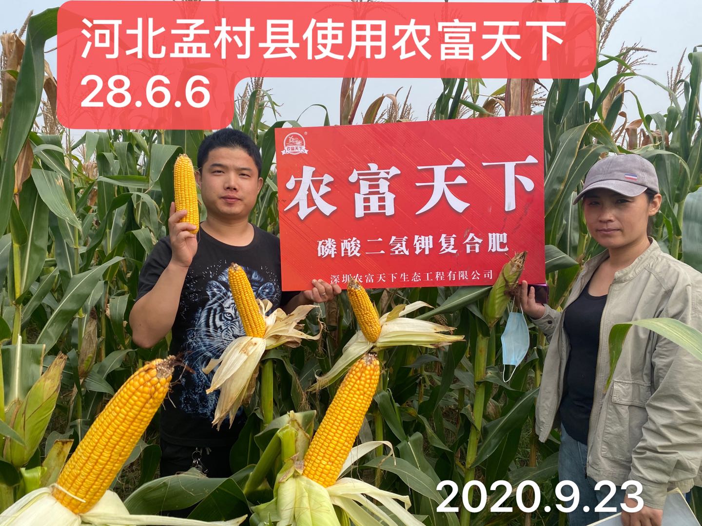 玉米復合肥哪家好，陳大哥說他家今年產量高。