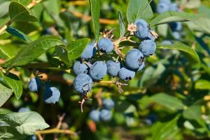 藍莓如何施復合肥？藍莓高產施肥技術